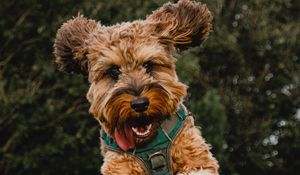 Preview wallpaper dog, jump, tongue protruding, playful, pet