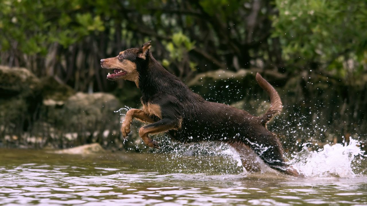 Wallpaper dog, jump, water, hunting, running, splash