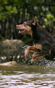 Preview wallpaper dog, jump, water, hunting, running, splash