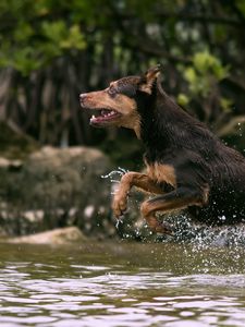 Preview wallpaper dog, jump, water, hunting, running, splash