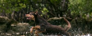 Preview wallpaper dog, jump, water, hunting, running, splash