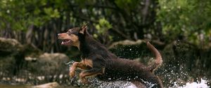 Preview wallpaper dog, jump, water, hunting, running, splash