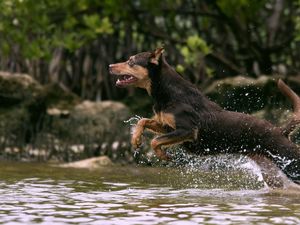 Preview wallpaper dog, jump, water, hunting, running, splash