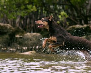 Preview wallpaper dog, jump, water, hunting, running, splash