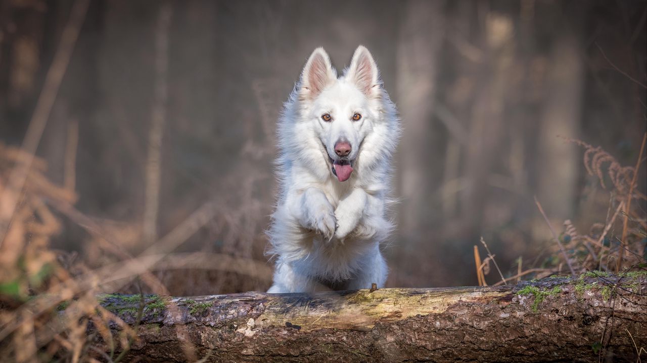 Wallpaper dog, jump, white, log