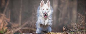 Preview wallpaper dog, jump, white, log