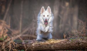 Preview wallpaper dog, jump, white, log