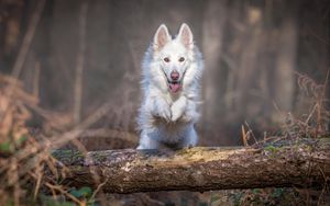 Preview wallpaper dog, jump, white, log