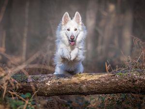 Preview wallpaper dog, jump, white, log