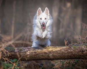 Preview wallpaper dog, jump, white, log