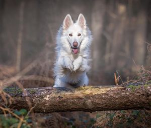 Preview wallpaper dog, jump, white, log