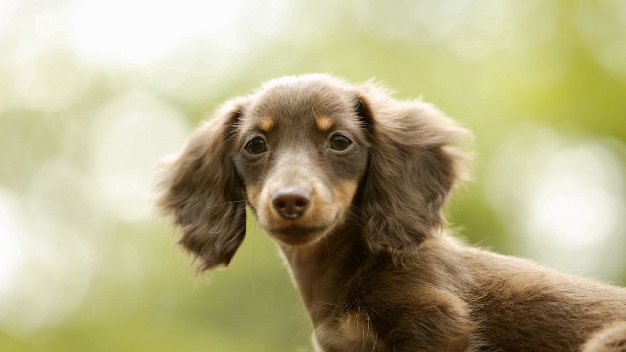 Wallpaper dog, kid, big-eared, tired