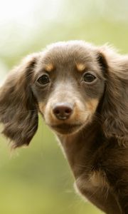 Preview wallpaper dog, kid, big-eared, tired