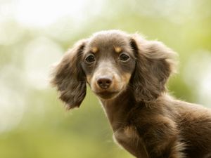 Preview wallpaper dog, kid, big-eared, tired