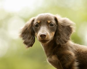 Preview wallpaper dog, kid, big-eared, tired