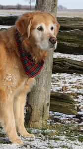 Preview wallpaper dog, labrador, bandana, waiting