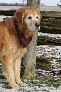 Preview wallpaper dog, labrador, bandana, waiting