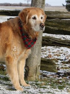 Preview wallpaper dog, labrador, bandana, waiting