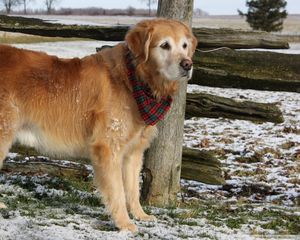 Preview wallpaper dog, labrador, bandana, waiting