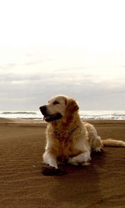 Preview wallpaper dog, labrador, beach, sand