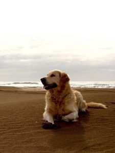 Preview wallpaper dog, labrador, beach, sand