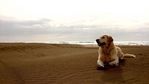 Preview wallpaper dog, labrador, beach, sand