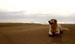 Preview wallpaper dog, labrador, beach, sand
