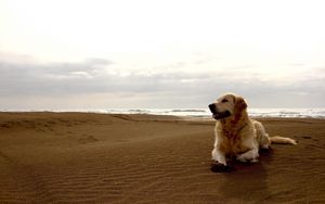 Preview wallpaper dog, labrador, beach, sand