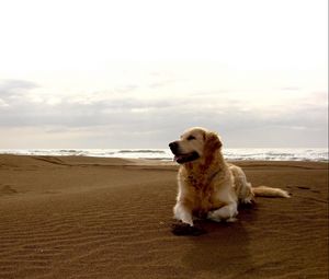 Preview wallpaper dog, labrador, beach, sand