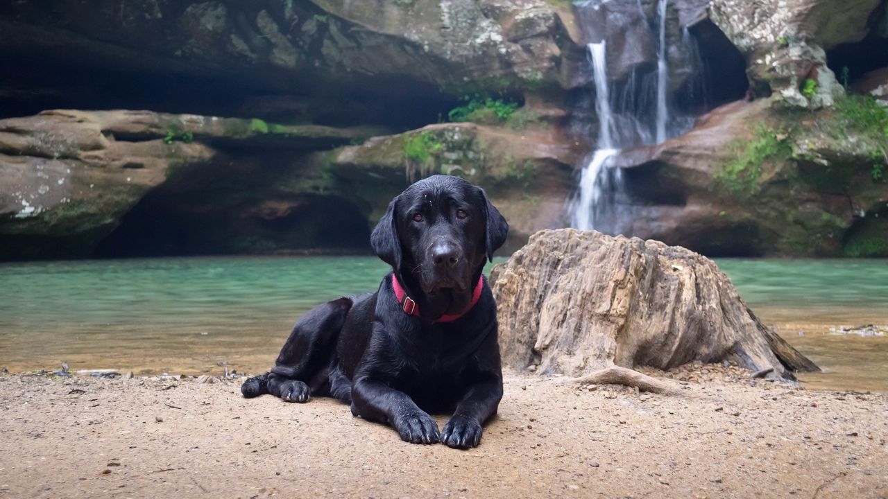 Wallpaper dog, labrador, black, down, sand, waterfall