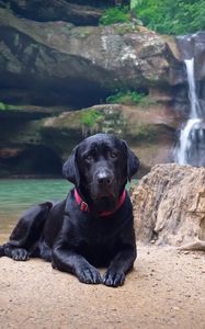 Preview wallpaper dog, labrador, black, down, sand, waterfall