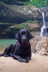 Preview wallpaper dog, labrador, black, down, sand, waterfall