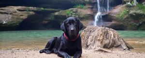 Preview wallpaper dog, labrador, black, down, sand, waterfall