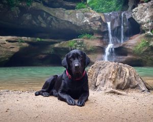 Preview wallpaper dog, labrador, black, down, sand, waterfall