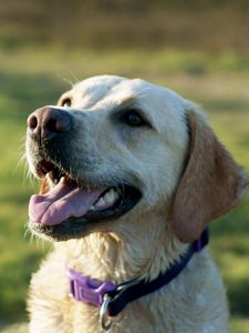 Preview wallpaper dog, labrador, collar, face