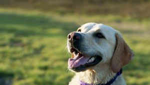 Preview wallpaper dog, labrador, collar, face