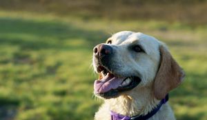 Preview wallpaper dog, labrador, collar, face