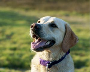 Preview wallpaper dog, labrador, collar, face