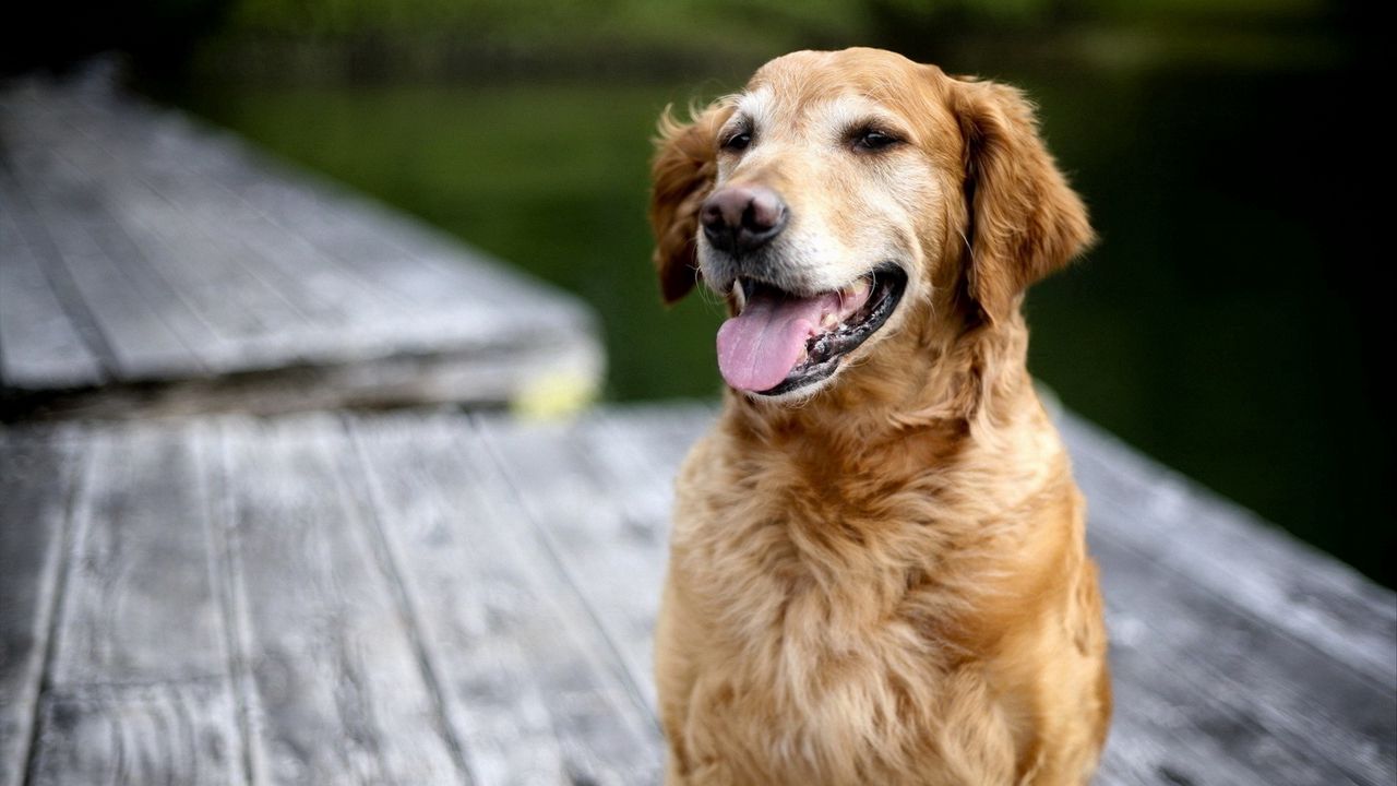 Wallpaper dog, labrador, face, tongue, rest