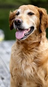 Preview wallpaper dog, labrador, face, tongue, rest