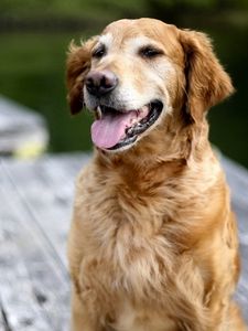 Preview wallpaper dog, labrador, face, tongue, rest