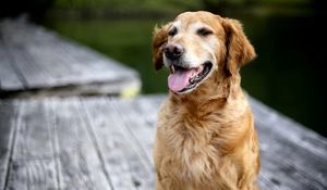 Preview wallpaper dog, labrador, face, tongue, rest