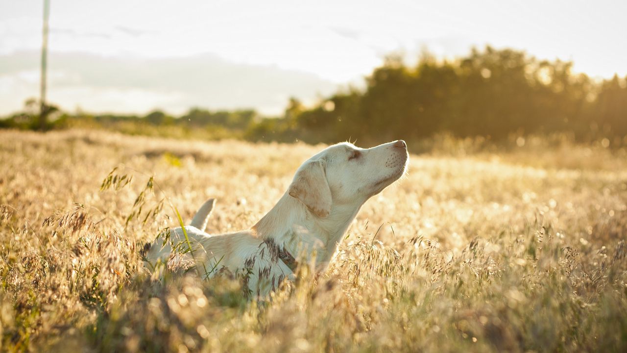 Wallpaper dog, labrador, face, grass, walking, sunshine
