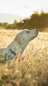 Preview wallpaper dog, labrador, face, grass, walking, sunshine