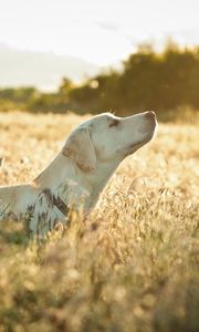 Preview wallpaper dog, labrador, face, grass, walking, sunshine