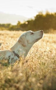 Preview wallpaper dog, labrador, face, grass, walking, sunshine