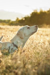 Preview wallpaper dog, labrador, face, grass, walking, sunshine