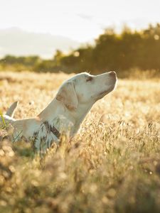 Preview wallpaper dog, labrador, face, grass, walking, sunshine