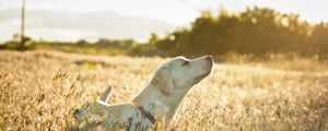 Preview wallpaper dog, labrador, face, grass, walking, sunshine