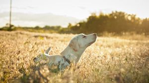 Preview wallpaper dog, labrador, face, grass, walking, sunshine